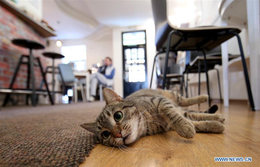 CROATIA-ZAGREB-CAT CAFFE