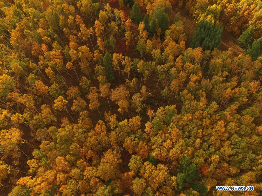 CHINA-HEBEI-CHENGDE-SAIHANBA FOREST (CN)