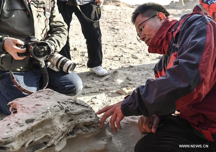 CHINA-XINJIANG-FINDINGS-PTEROSAURS-FOSSILIZED EGGS (CN)