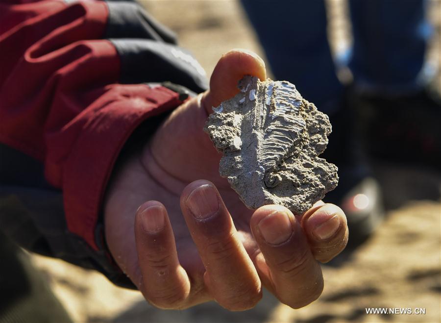 CHINA-XINJIANG-FINDINGS-PTEROSAURS-FOSSILIZED EGGS (CN)