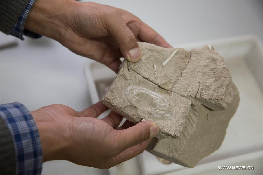 CHINA-XINJIANG-FINDINGS-PTEROSAURS-FOSSILIZED EGGS (CN)