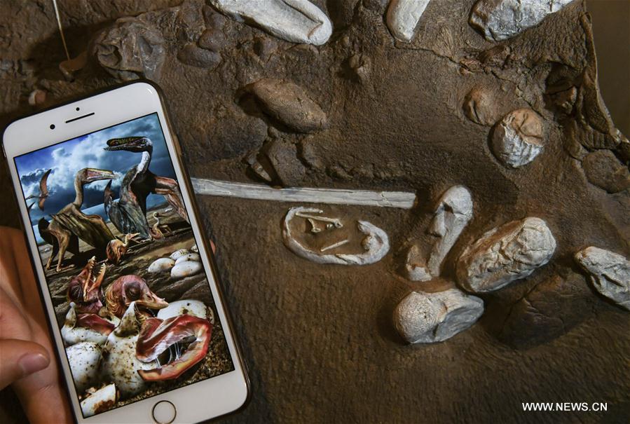 CHINA-XINJIANG-FINDINGS-PTEROSAURS-FOSSILIZED EGGS (CN)