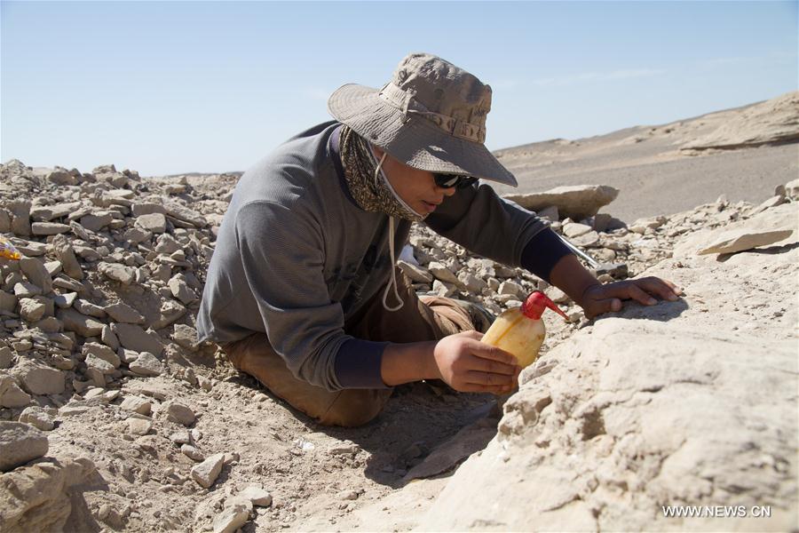 CHINA-XINJIANG-FINDINGS-PTEROSAURS-FOSSILIZED EGGS (CN)