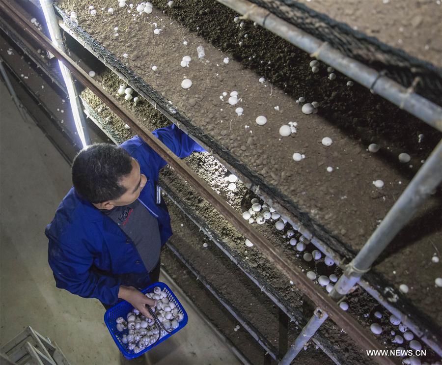 #CHINA-JIANGSU-MUSHROOM-CULTIVATION (CN)