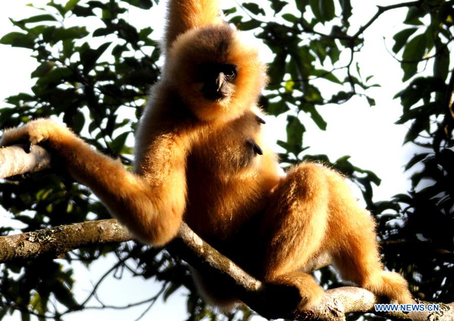 CHINA-HAIKOU-HAINAN GIBBON(CN)