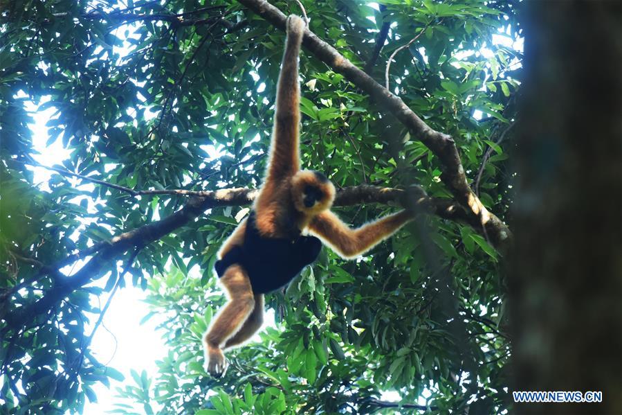#CHINA-HAIKOU-HAINAN GIBBON(CN*)