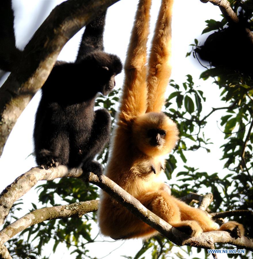 CHINA-HAIKOU-HAINAN GIBBON(CN)