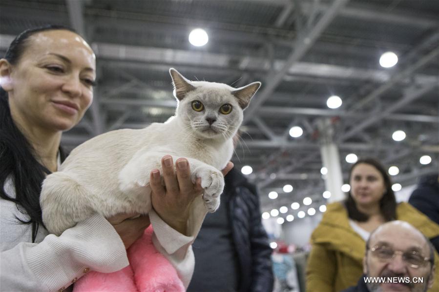 RUSSIA-MOSCOW-CAT SHOW