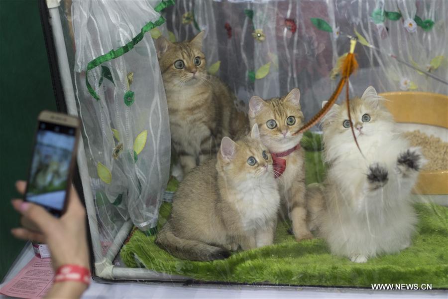 RUSSIA-MOSCOW-CAT SHOW