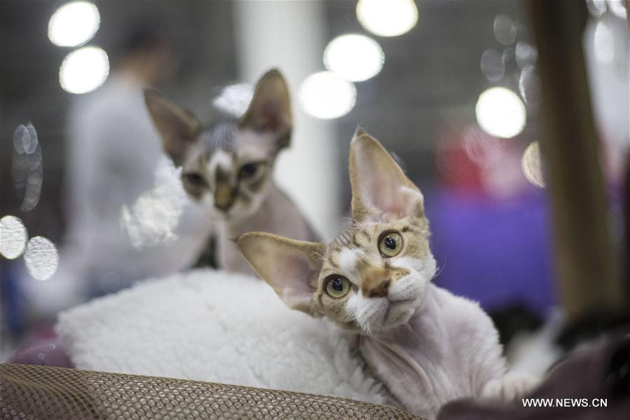 RUSSIA-MOSCOW-CAT SHOW