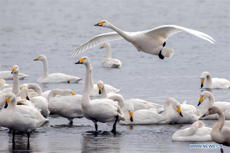 #CHINA-JIANGSU-MIGRATORY BIRDS (CN)