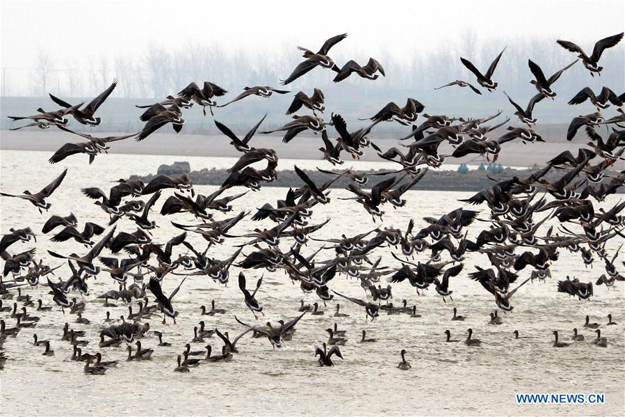 #CHINA-JIANGSU-MIGRATORY BIRDS (CN)