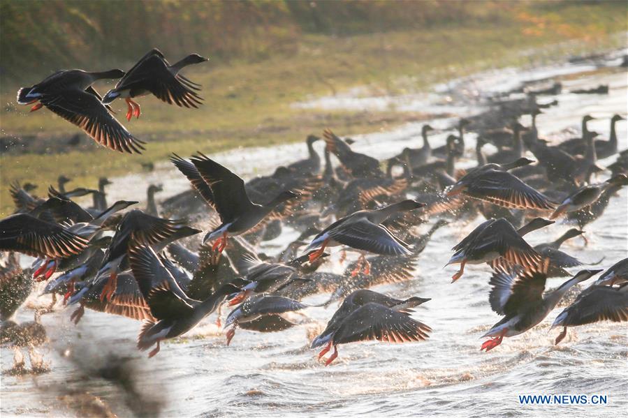 #CHINA-JIANGSU-MIGRATORY BIRDS (CN)