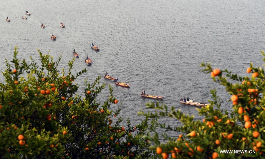 CHINA-JIANGXI-TANGERINE-POVERTY RELIEF (CN)
