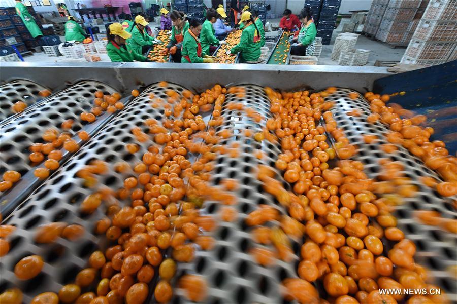 CHINA-JIANGXI-TANGERINE-POVERTY RELIEF (CN)