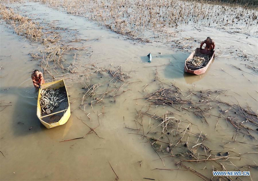 CHINA-SHANDONG-LOTUS ROOT (CN)