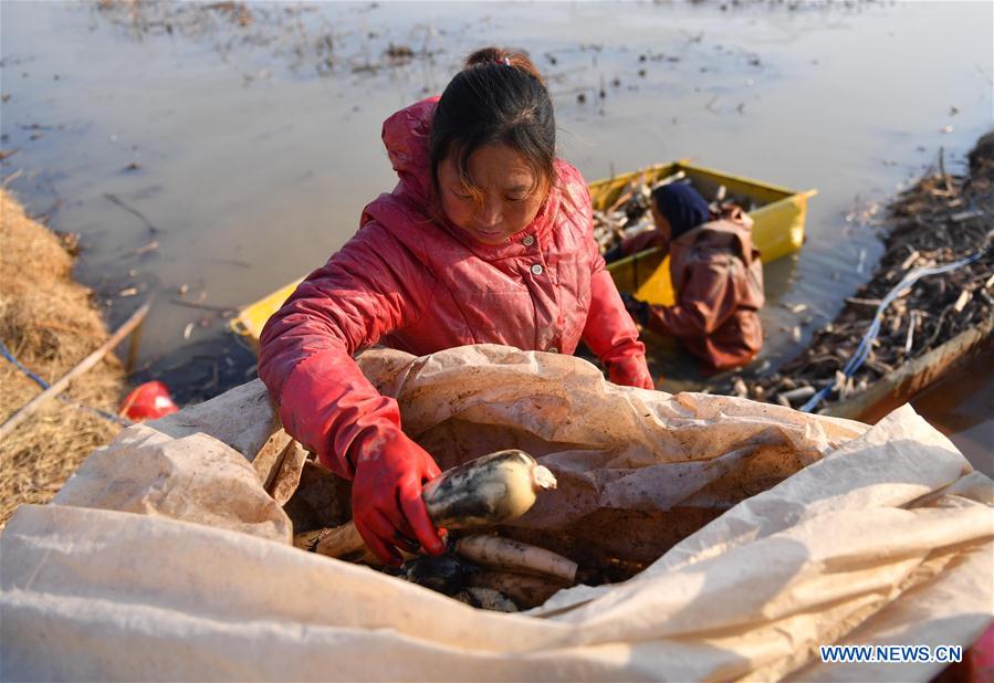 CHINA-SHANDONG-LOTUS ROOT (CN)