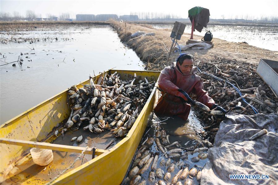 CHINA-SHANDONG-LOTUS ROOT (CN)