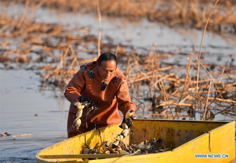 CHINA-SHANDONG-LOTUS ROOT (CN)