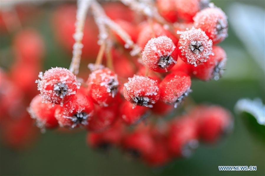 #CHINA-JIANGSU-DAXUE (CN)