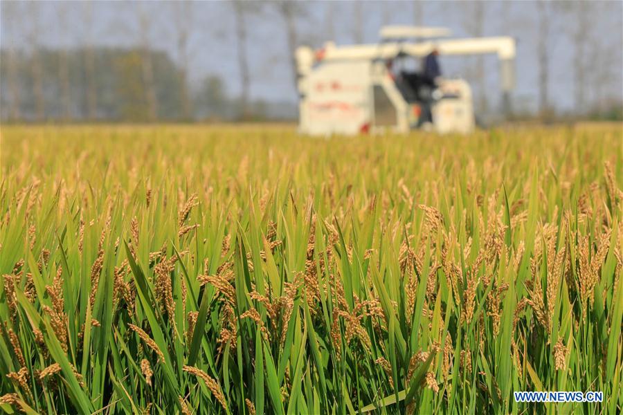 #CHINA-GRAIN-OUTPUT-INCREASE (CN)
