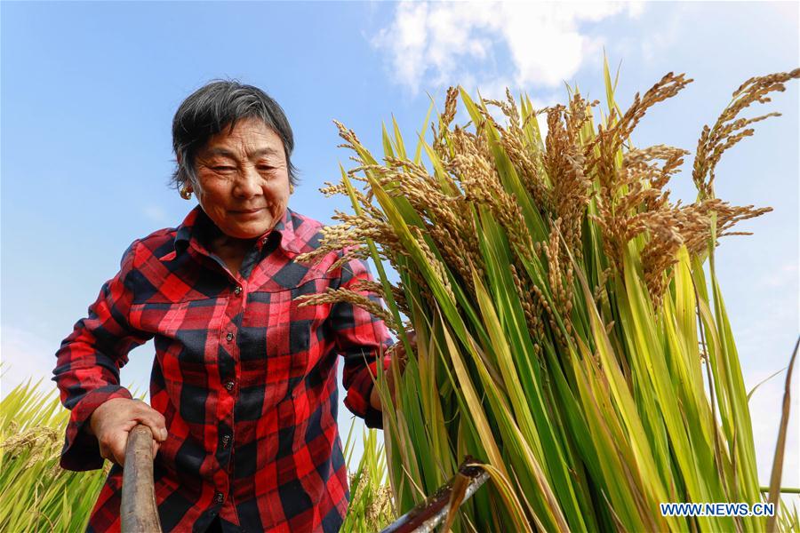 #CHINA-GRAIN-OUTPUT-INCREASE (CN)