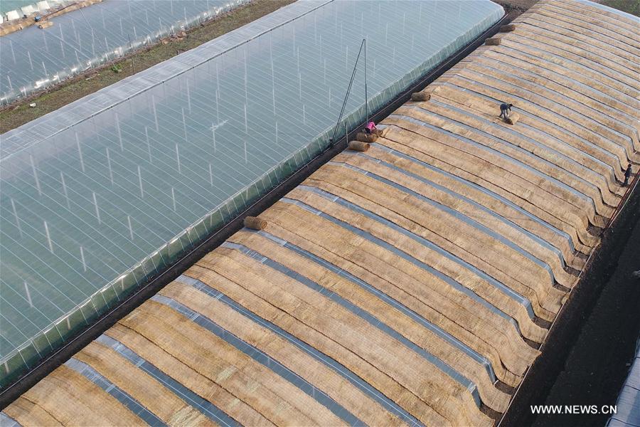 #CHINA-JIANGSU-LIANYUNGANG-GREENHOUSE (CN)