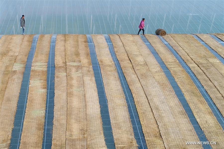 #CHINA-JIANGSU-LIANYUNGANG-GREENHOUSE (CN)