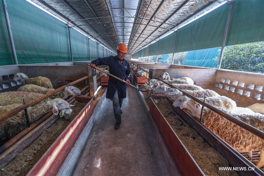 CHINA-ZHEJIANG-CHANGXING-RECYCLING FARMING (CN)