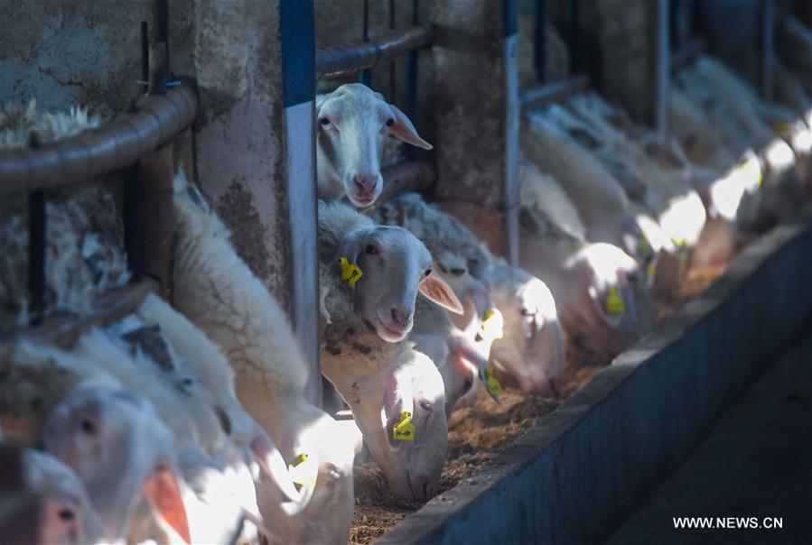 CHINA-ZHEJIANG-CHANGXING-RECYCLING FARMING (CN)