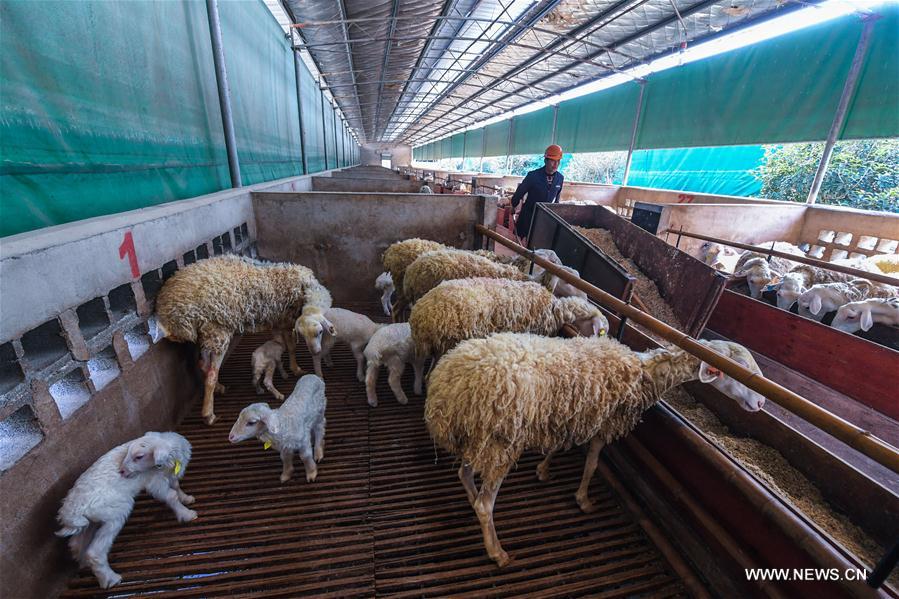 CHINA-ZHEJIANG-CHANGXING-RECYCLING FARMING (CN)