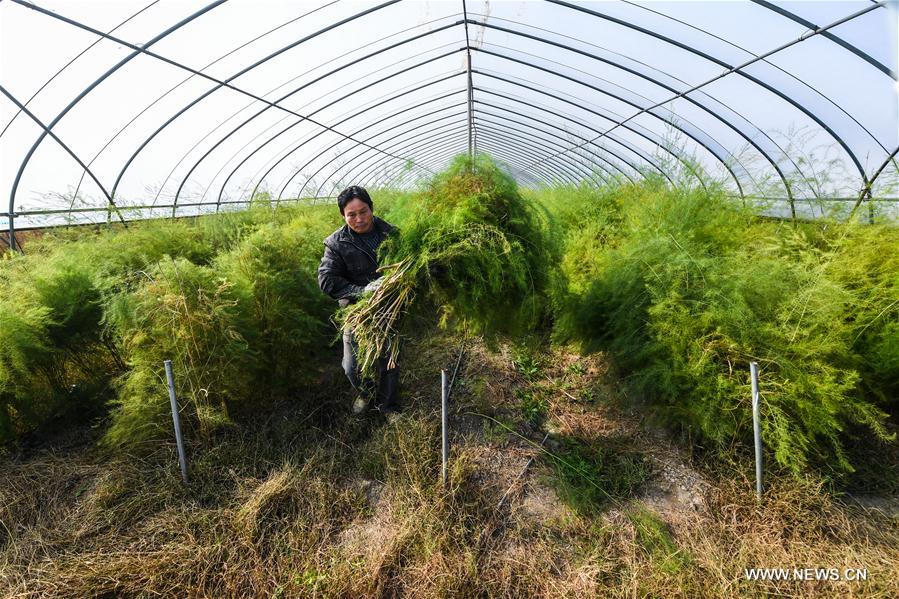 CHINA-ZHEJIANG-CHANGXING-RECYCLING FARMING (CN)