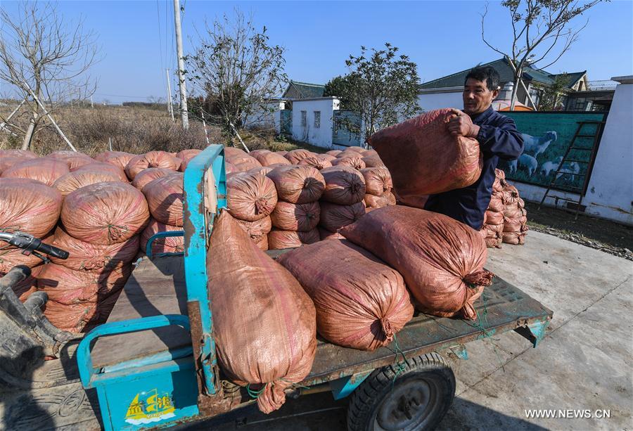 CHINA-ZHEJIANG-CHANGXING-RECYCLING FARMING (CN)