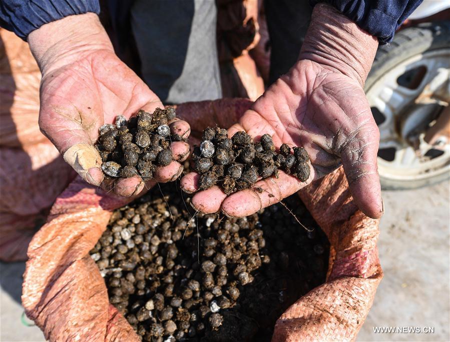CHINA-ZHEJIANG-CHANGXING-RECYCLING FARMING (CN)