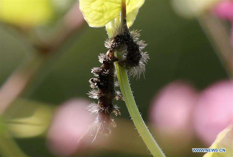 MYANMAR-YANGON-CATERPILLAR