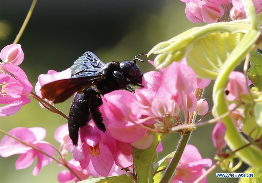 MYANMAR-YANGON-BUMBLEBEE-POLLEN COLLECTION