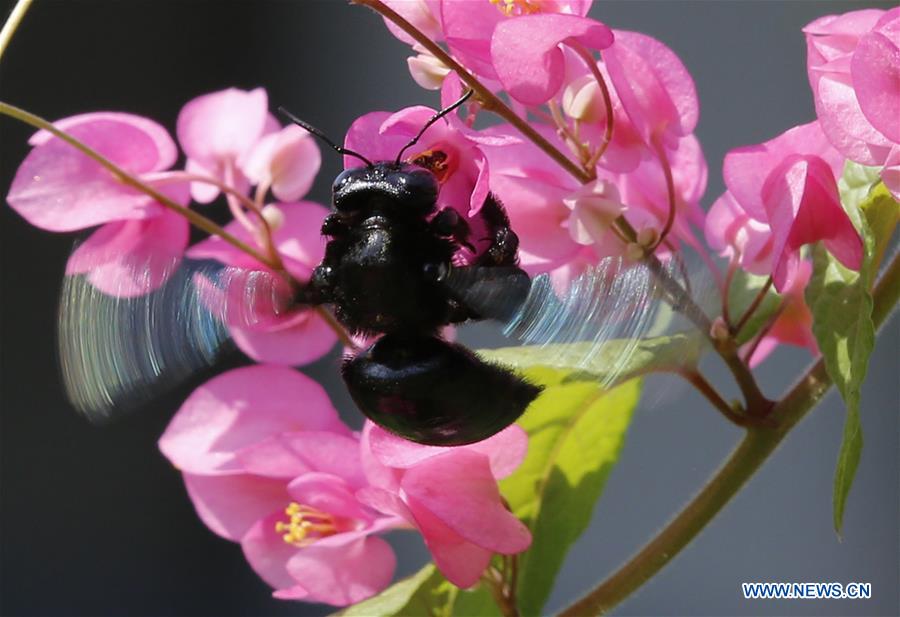 MYANMAR-YANGON-BUMBLEBEE-POLLEN COLLECTION
