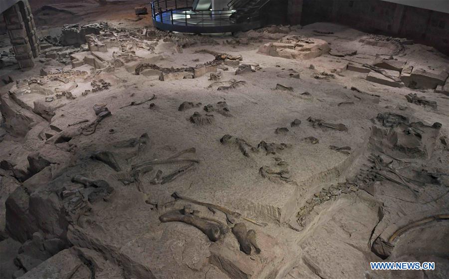 CHINA-SICHUAN-FOSSIL-DINOSAUR (CN)