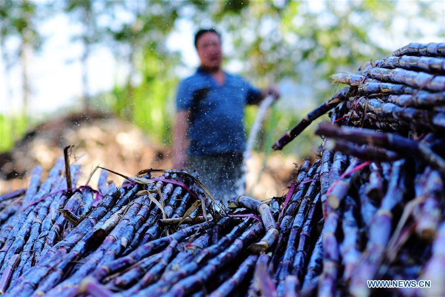 CHINA-FUJIAN-FU'AN-BROWN SUGAR (CN)