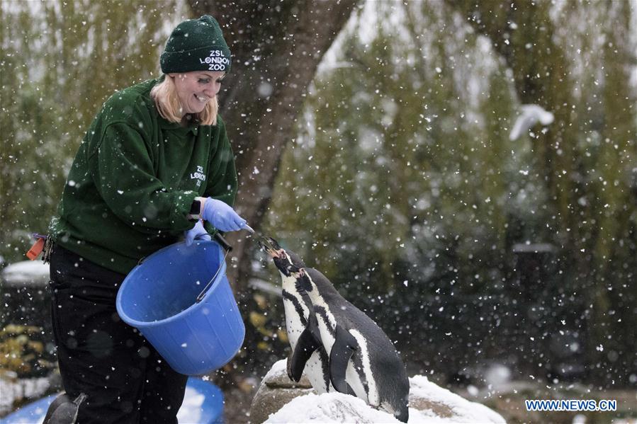 BRITAIN-LONDON-ZSL LONDON ZOO-ANIMALS-SNOW
