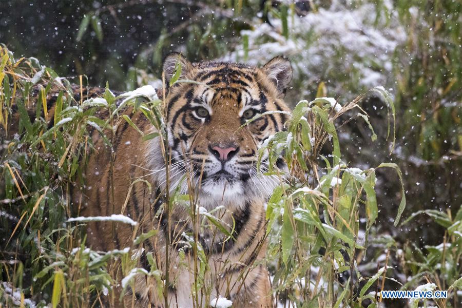 BRITAIN-LONDON-ZSL LONDON ZOO-ANIMALS-SNOW