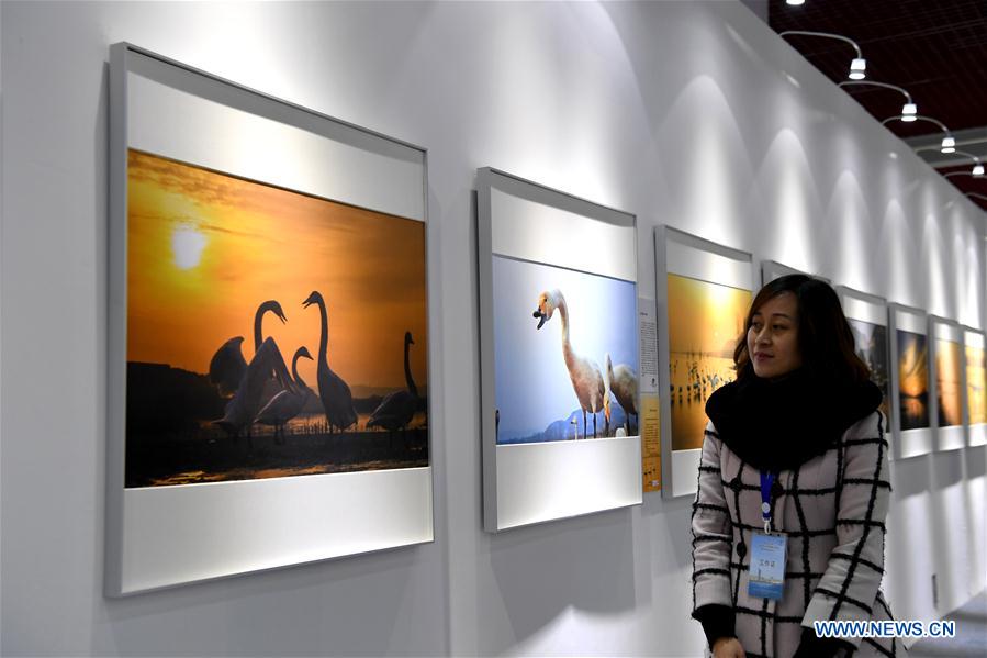 White Swan Wildlife Int'l Photography Exhibition held in C China - Xinhua |  