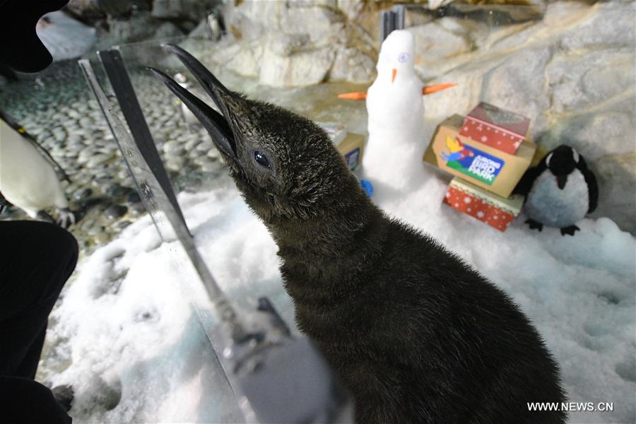 SINGAPORE-JURONG BIRD PARK-KING PENGUIN CHICK