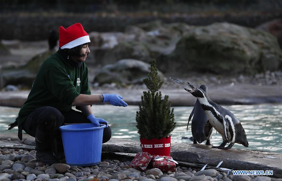 BRITAIN-LONDON-ZOO-CHRISTMAS TREAT