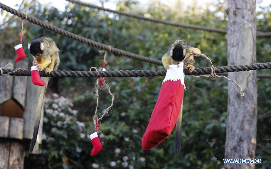 BRITAIN-LONDON-ZOO-CHRISTMAS TREAT
