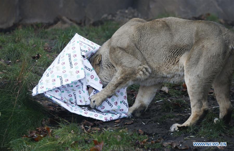 BRITAIN-LONDON-ZOO-CHRISTMAS TREAT