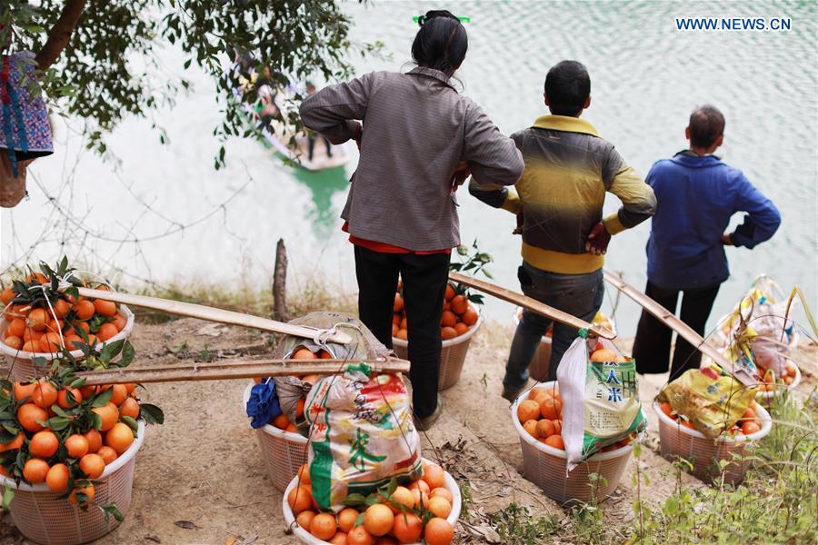 CHINA-GUIZHOU-ORANGES-HARVEST (CN)