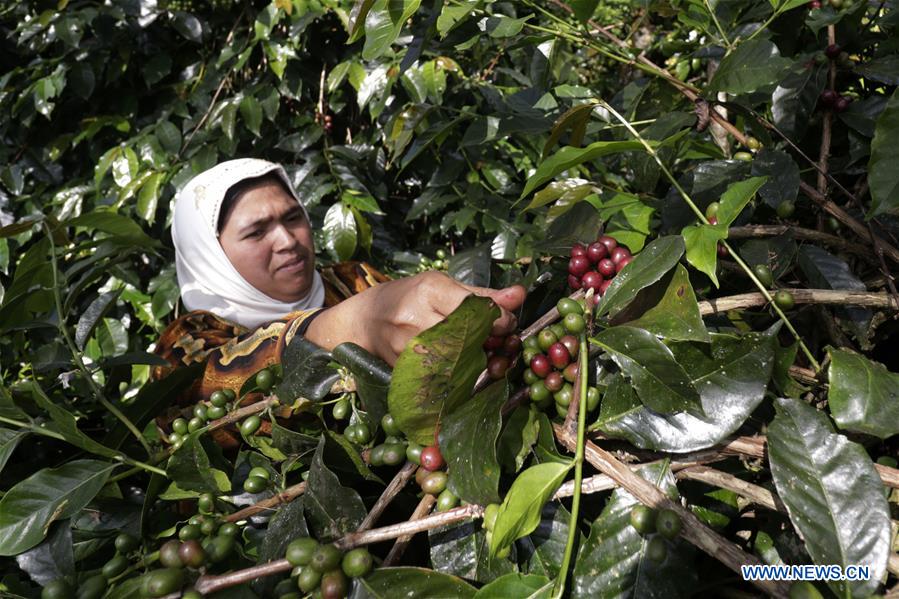 INDONESIA-ACEH-ARABICA COFFEE-BEANS