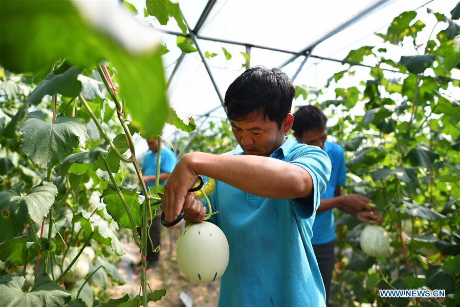 CHINA-HAINAN-HONEYDEW MELON(CN)