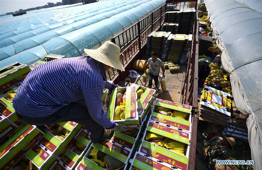 CHINA-HAINAN-HONEYDEW MELON(CN)